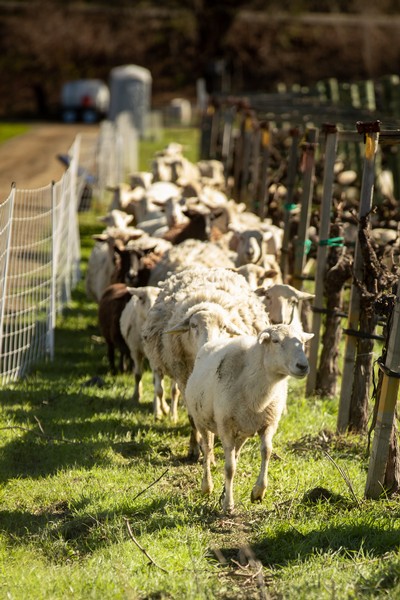 A line of sheep walk between grapevines and a wire fence.