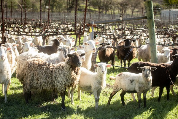 A flock of sheep stands on green grass in a bare winter vineyard.