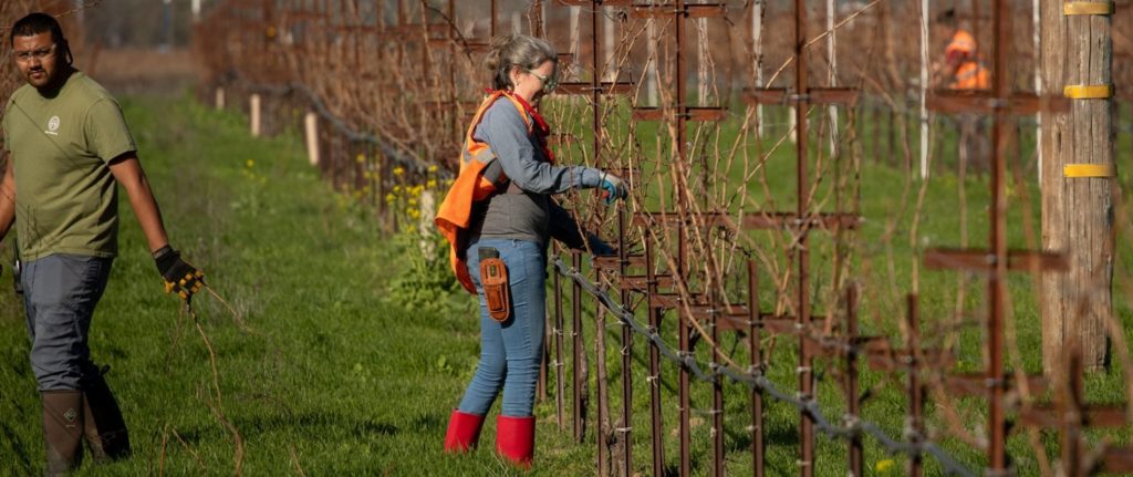 Two team members from Eco Terreno pruning the vines during winter.
