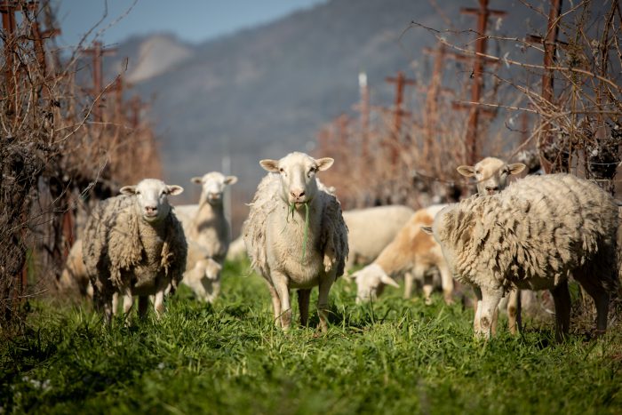A herd of sheep eating the grass between the row of vines
