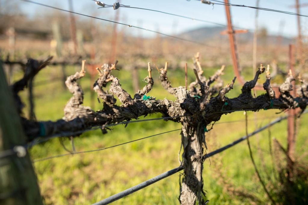 After winter pruning, small shoots reappear during winter time on the vineyard.