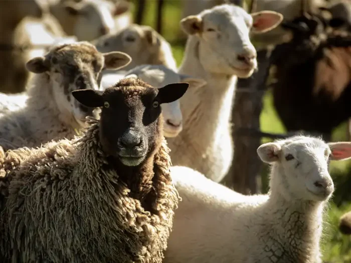 sheep roaming the eco terreno vineyard