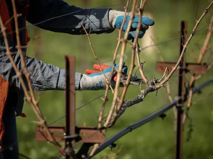 pruning during winter time at eco terreno wine farm