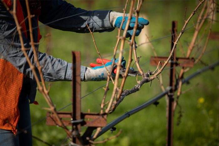 Hands in gloves, pruning the vines during winter.