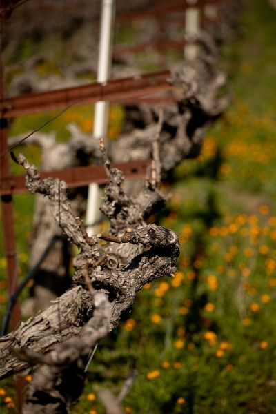 The pruned vines with orange flowers in the background.