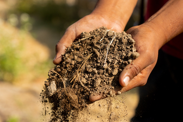 In the man's hands is a pile of soil from the vineyard.