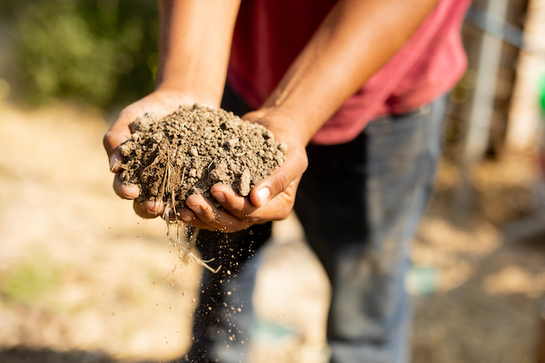In the hands of a man is a pile of soil from the vineyards.