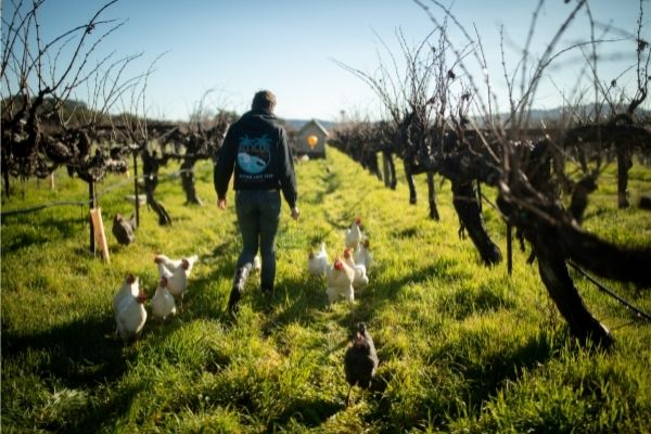 Chickens running through the vineyard rows with an employee with them