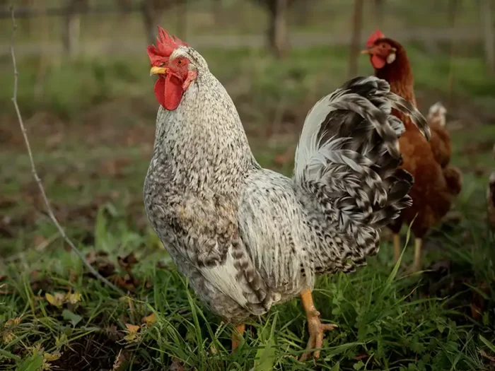 rooster in the vineyard at the eco terreno wine farm