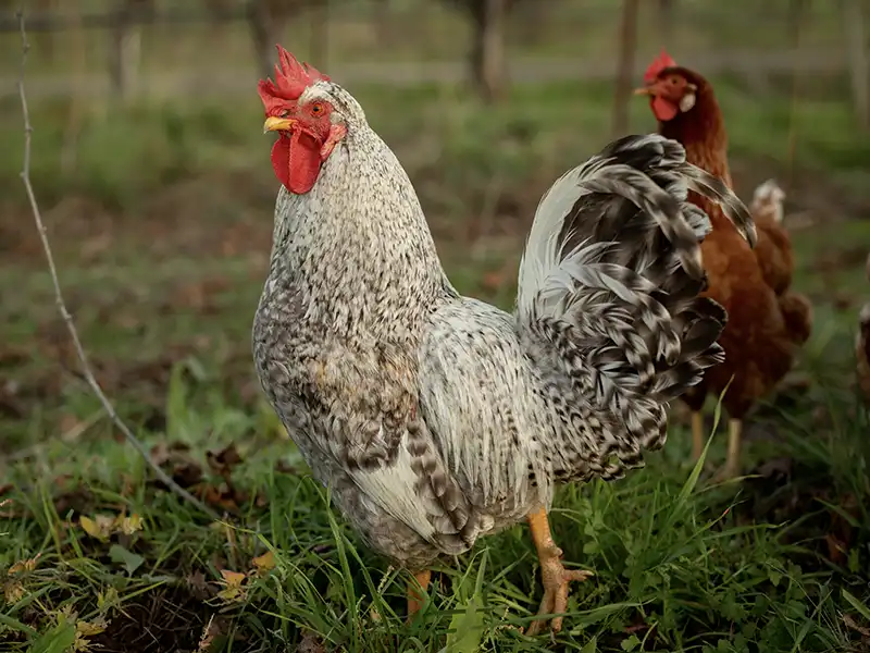 rooster in the vineyard at the eco terreno wine farm
