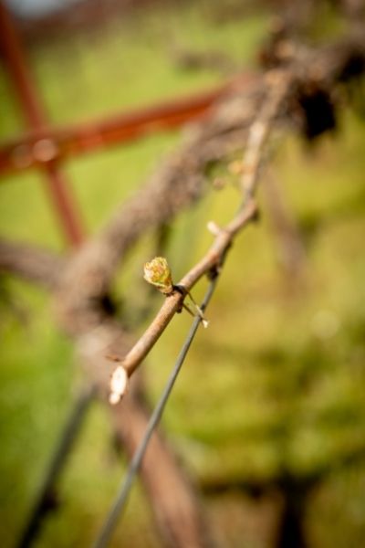 Tiny buds appearing on vine in spring of 2022