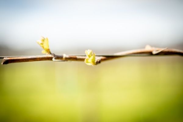 Small buds appearing on the vines at Eco Terreno