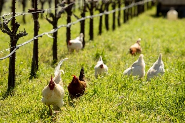 Chickens free roaming vineyards