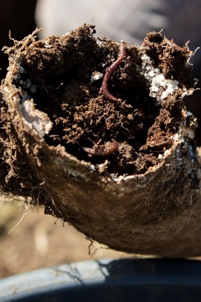 Worm in compost that has been placed inside a horn for biodynamic farming.