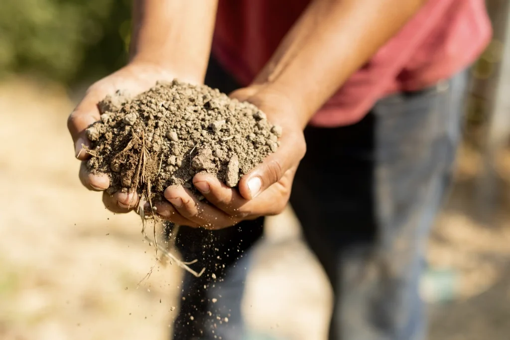 nutrient dense soil on the eco terreno vineyard