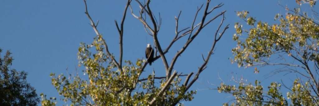 Bald eagle nesting in a tree on the vineyard