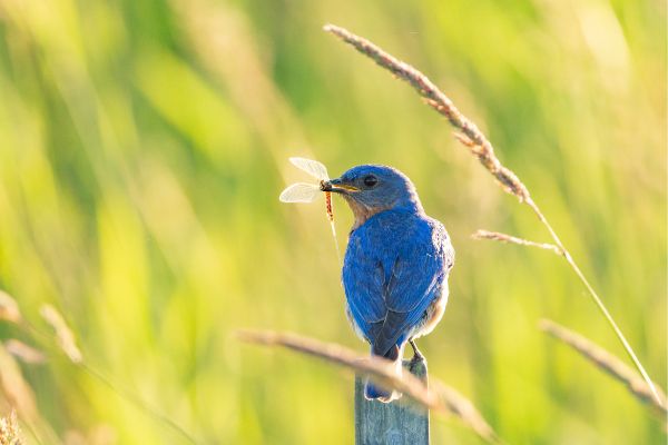Bluebird with an insect in their mouth