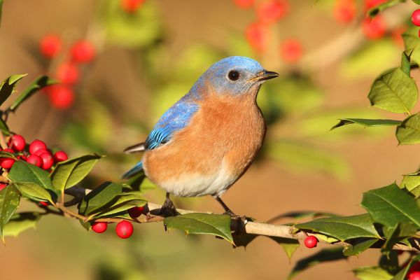 Bluebird perched on a berry bush