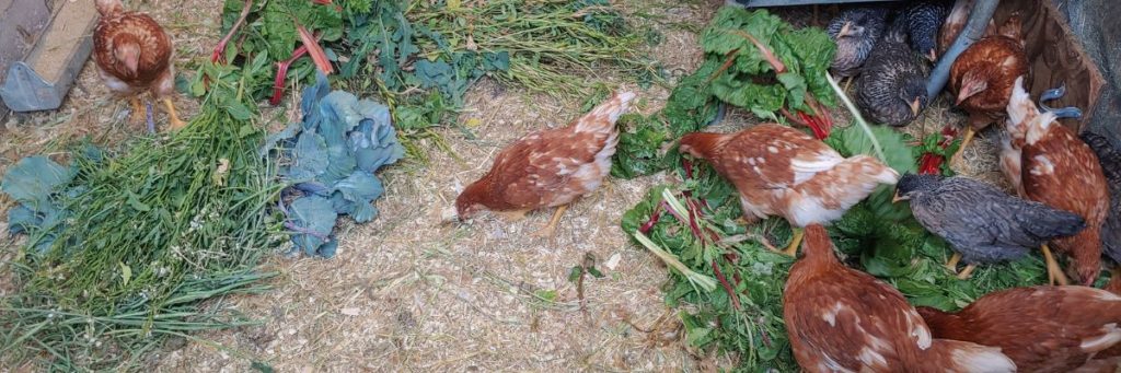 Flock of chickens eating garden waste in their coop
