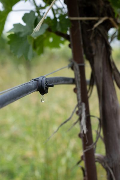 Small drop of water dripping from drip irrigation set up amongst the vines