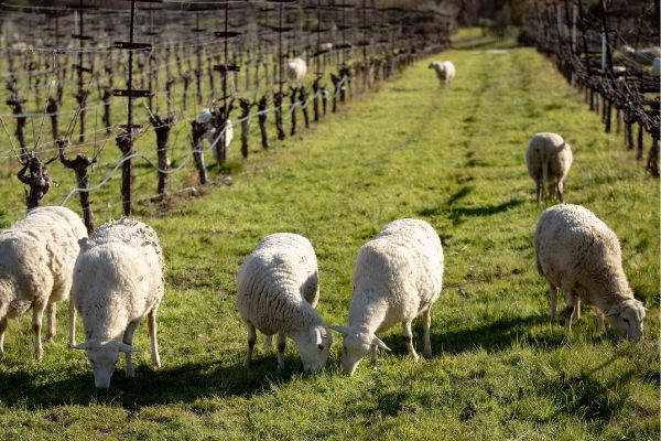 Sheep grazing between the vines at Eco Terreno