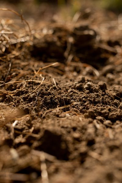Nutrient-rich soil at the Eco Terreno vineyard