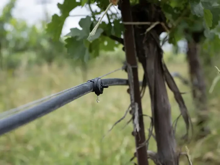small drip from irrigation used on the eco terreno vineyard