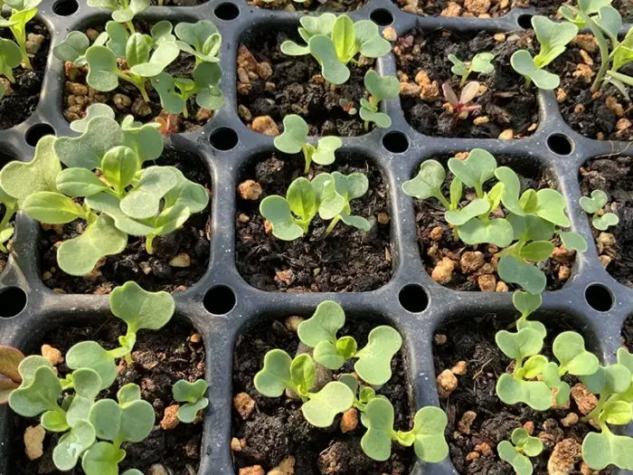 germinating new seedlings at the eco terreno wine farm