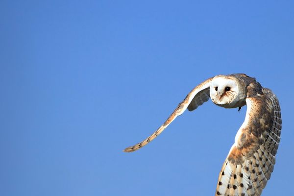 Barn owl flying in the sky