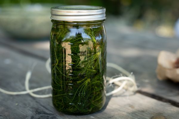 Mason jar with a biodynamically grown herb inside that will be applied to the vineyard