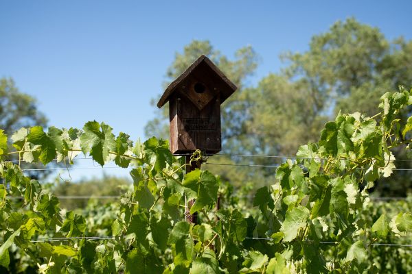 Bluebird nesting box amongst vineyards at Eco Terreno