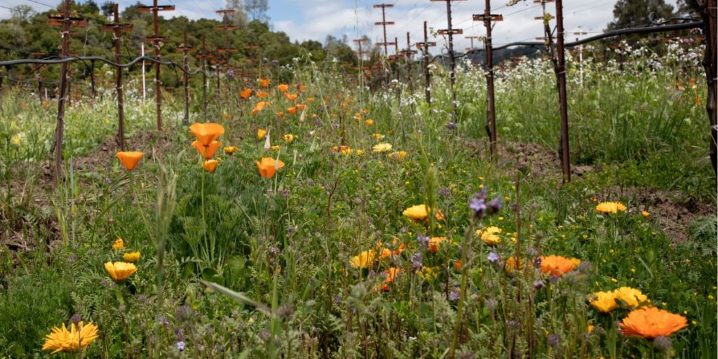 California poppy and other cover crops growing between the vine rows