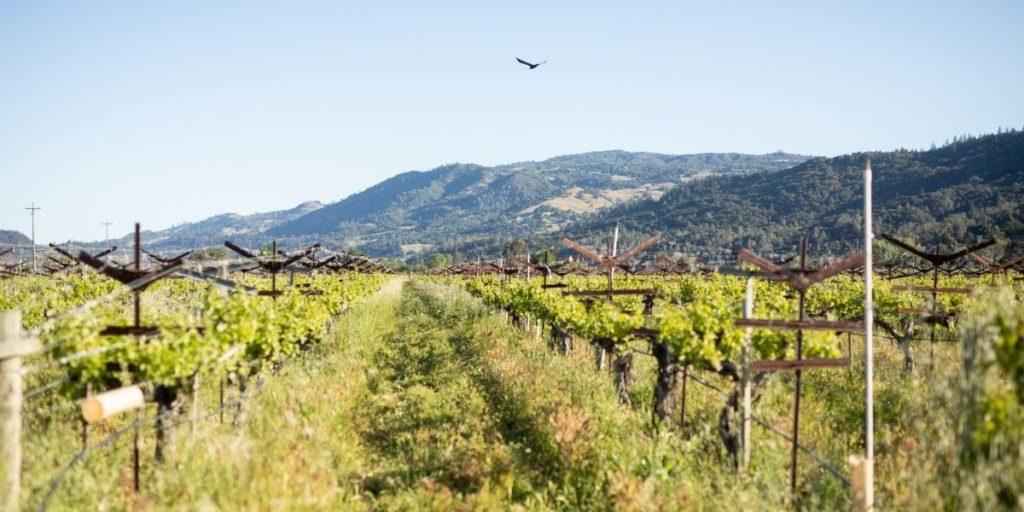 Hawk soaring over the vineyards at Eco Terreno wine farm