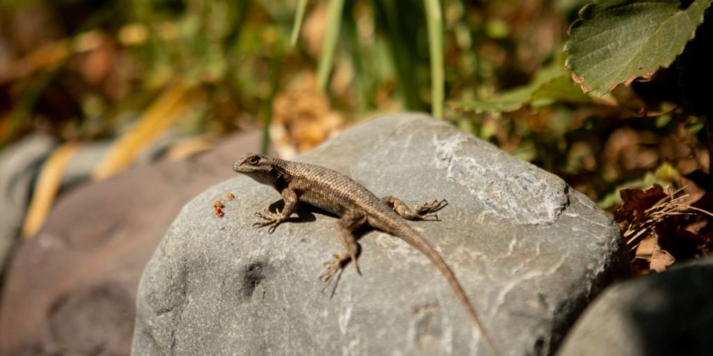 Lizard on a rock basking in the sunshine