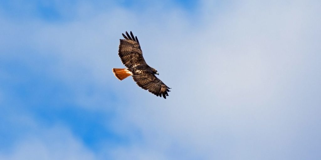 Red-tailed hawk soaring through the blue sky