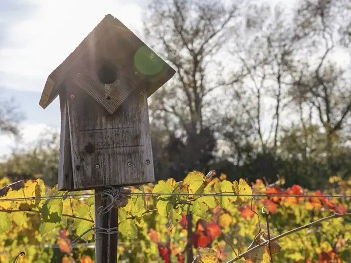 bluebird box in the eco terreno vineyards at fall time