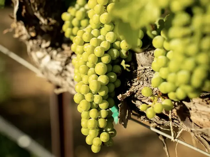 sauvignon blanc grapes growing at eco terreno vineyards