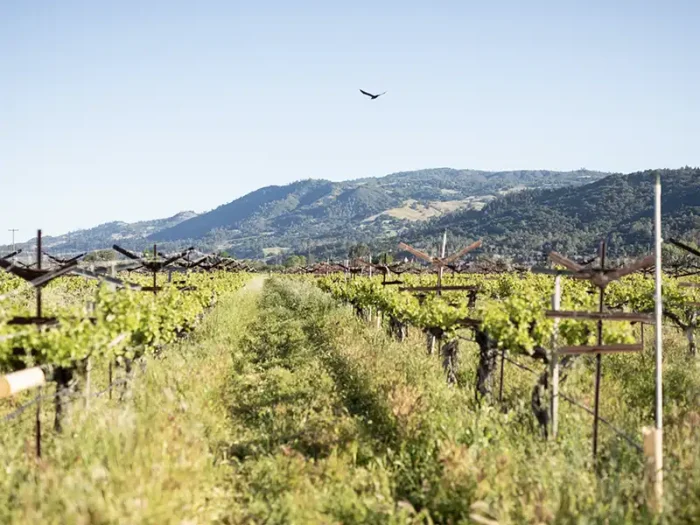 Hawk soaring over the vineyards at Eco Terreno wine farm