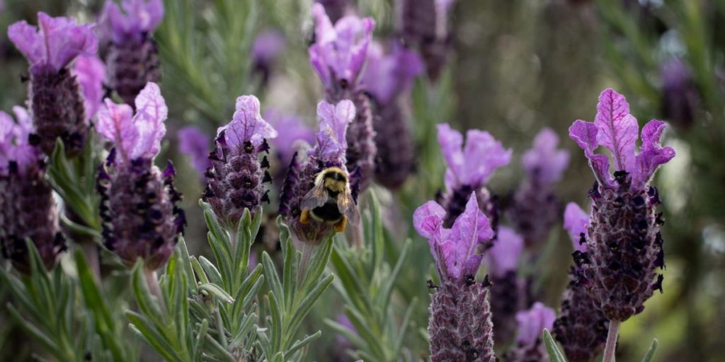 Bee on a purple lavender plant