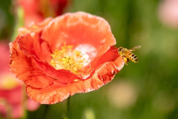 Bee flying towards a red flower in the bee garden at Eco Terreno