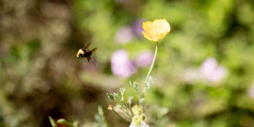 Bumble bee flying away from a california poppy on the Eco Terreno vineyard