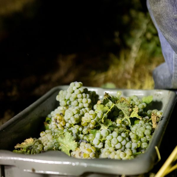 White grapes farmed biodynamically in a container after harvest