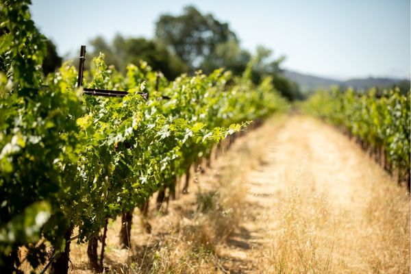Vineyard row on a biodynamic wine farm practicing minimal tilling