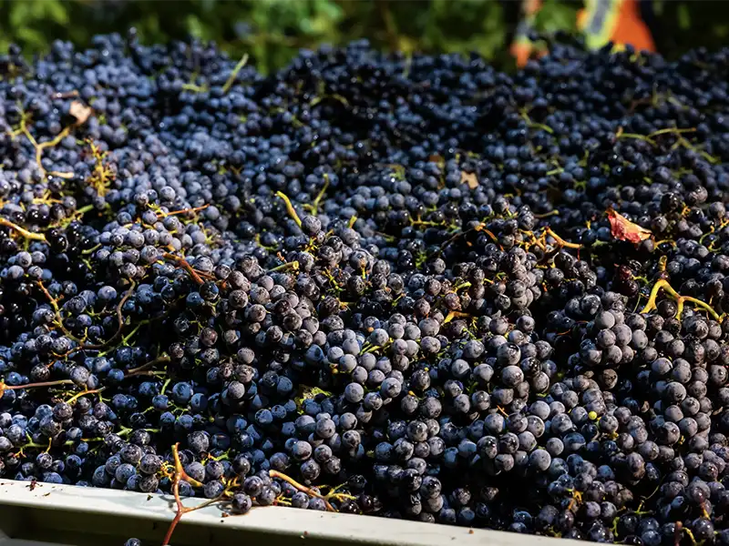bin of eco terreno cabernet franc grapes harvested