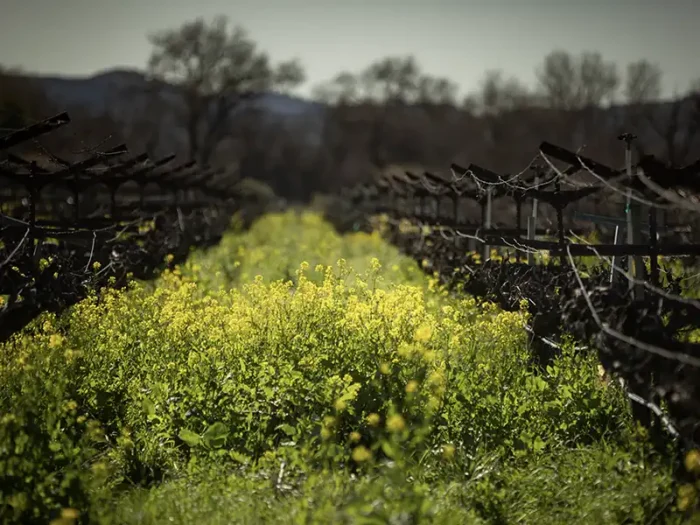 cover crops in the eco terreno vineyards