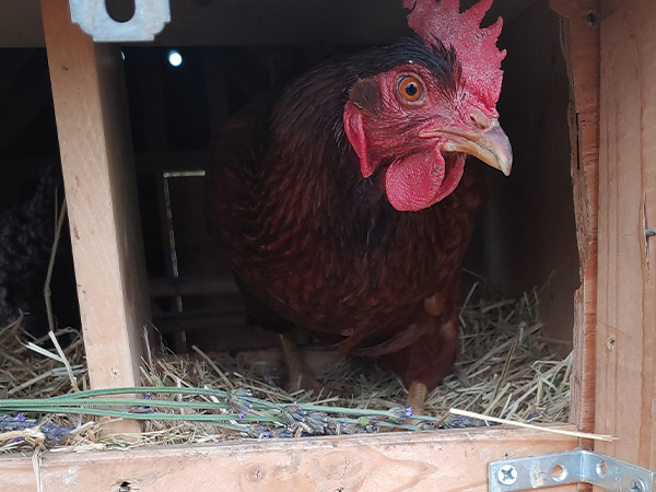 A red chicken laying eggs in a chicken coop on our biodynamic wine farm