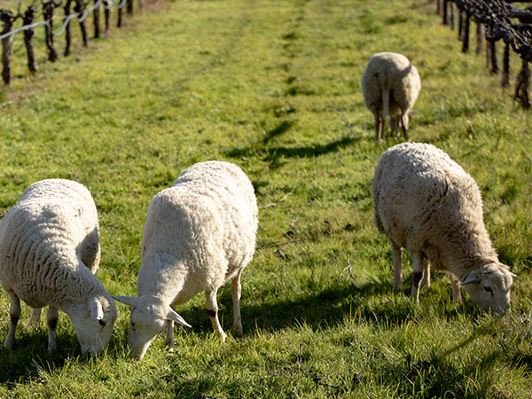 sheep grazing between the vineyard rows on our Biodynamic vineyard