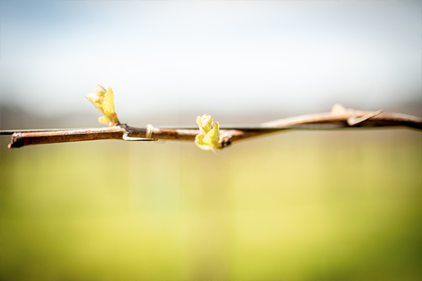 Buds breaking on the vines at Eco Terreno vineyard