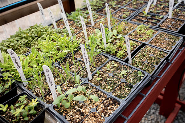 Growing seedlings in pots at Eco Terreno vineyard