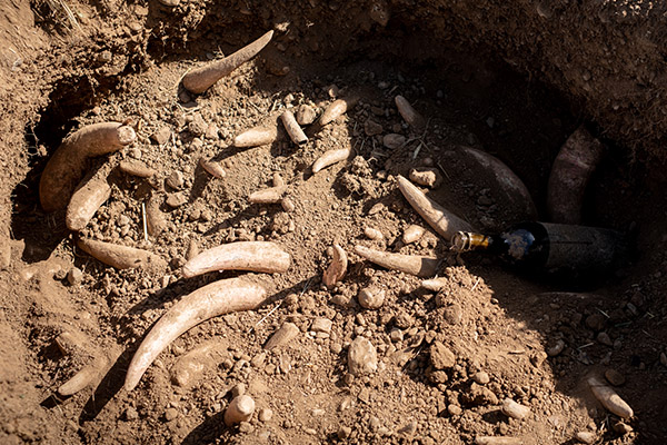 Horns are being uncovered from the soil at the Eco Terreno vineyard